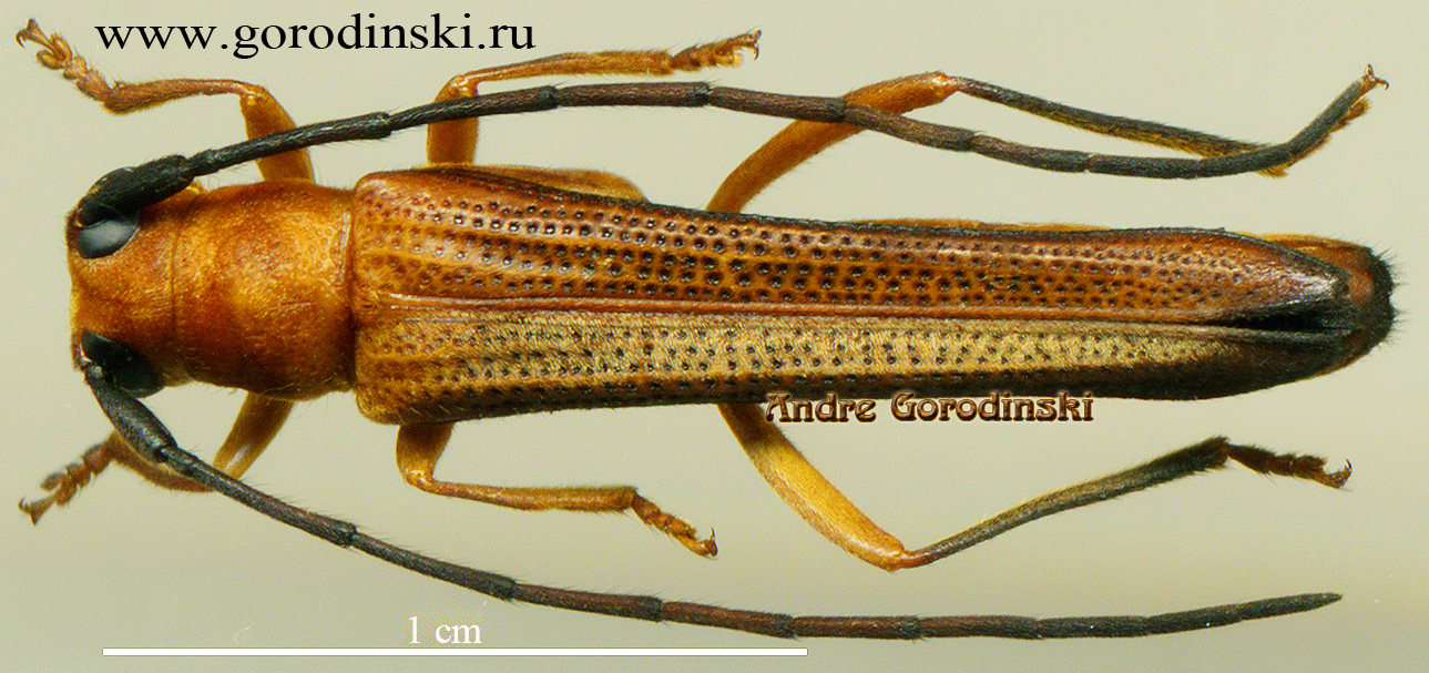 http://www.gorodinski.ru/cerambyx/Oberea sp.6.jpg